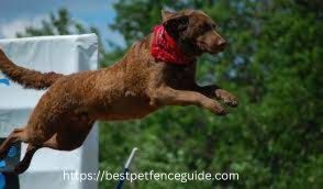 Can a dog jump a 6-feet fence