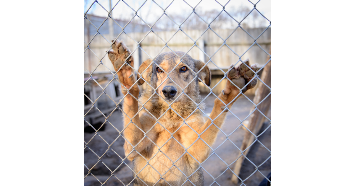 How Deep to Bury Dog Fence Wire? 8 Factors Guide.