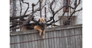 Can A Dog Jump A 6-Feet Fence