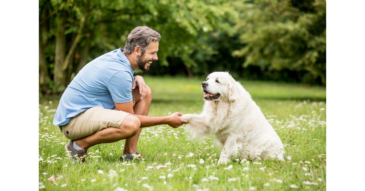 Which Is Better Wired or Wireless Dog Fence? 6 Important Factors To Consider