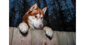 How to Keep a Dog from Jumping the Fence