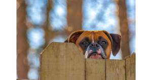 How Tall Should a Fence Be for a Dog