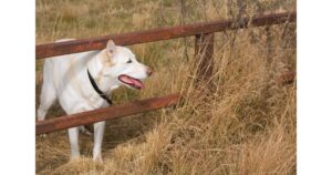 Do GPS Dog Fences Work