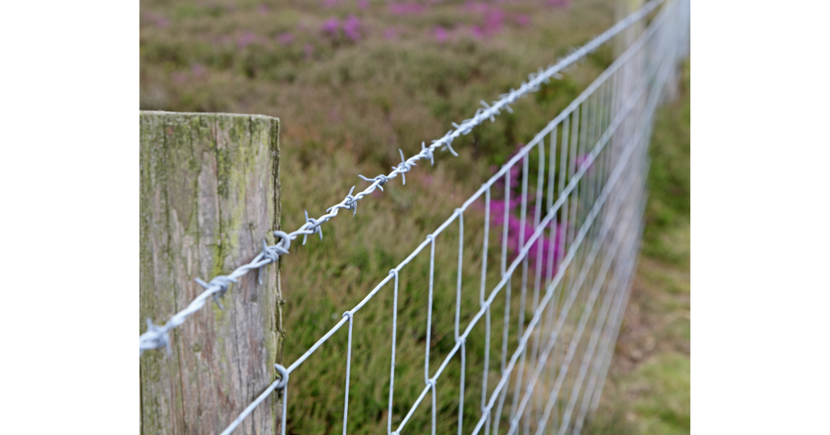 Can Dogs Get Through Electric Fence. 6 Important Points Guide