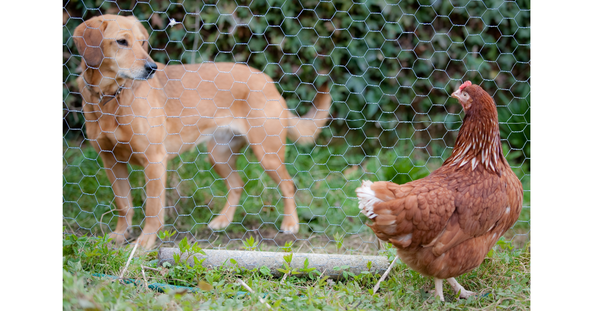 Dog Fence With Chicken Wire