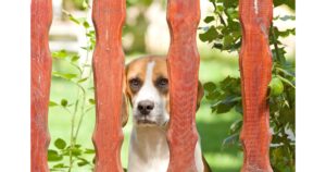 How To Build Dog Fence