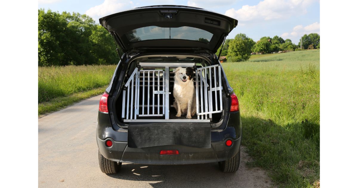 The Ultimate Guide to Dog Fence Car