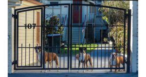 Electric Gate For Dogs